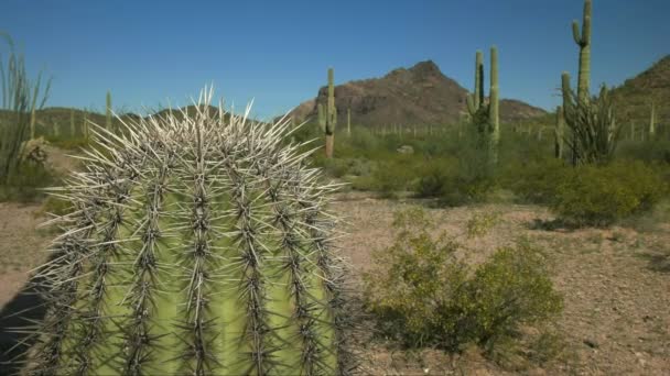 Nahaufnahme eines Saguaro-Kaktus mit den puerto blanco mnts in der Ferne — Stockvideo