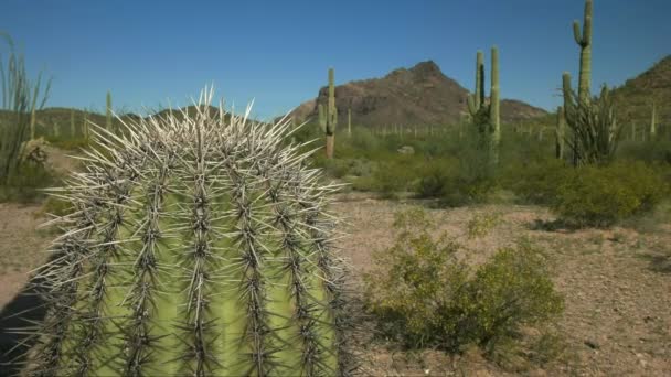 Close up of a saguaro cactus with the puerto blanco mnts in the distance — Stock Video