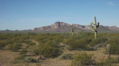 Saguaro kaktüsü ve puerto blanco mnts in ajo, az