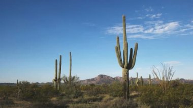 Sabah kaktüs ve puerto blanco mno ajo, az