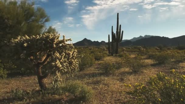 Shot of cactus and the ajo mountains in arizona — Stock Video