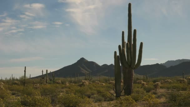 Πρωινή λήψη του κάκτου saguaro και του Ajo MNTS στο εθνικό μνημείο του σωλήνα του οργάνου κάκτου κοντά στο Ajo στην Αριζόνα — Αρχείο Βίντεο