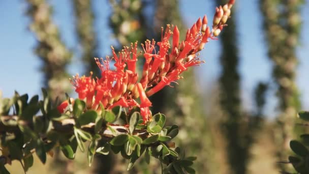 Närbild av ocotillo kaktus blommor nära ajo az — Stockvideo