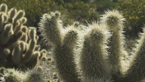 Perto dos espinhos em um cacto de cólla saltando em arizona — Vídeo de Stock