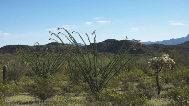 Wide shot of an ocotillo cactus near ajo, az — Stock Video