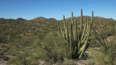 Arizona 'daki bir organik kaktüsün kapağını kapatın.