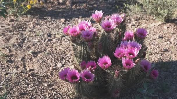 Tiro ancho de un cactus de erizo de fresa — Vídeo de stock