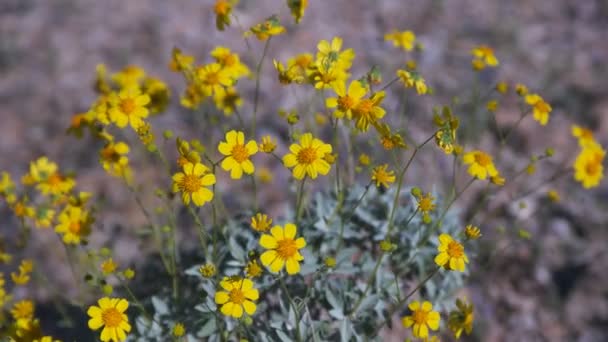 Gele broze struik bloemen in de buurt van ajo in Arizona — Stockvideo