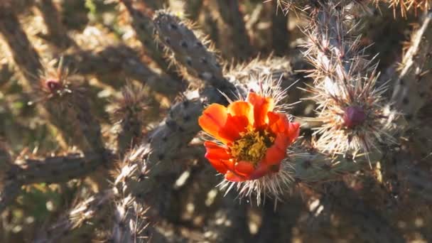 Крупным планом цветок кактуса cholla — стоковое видео