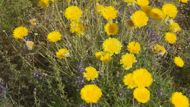 Wüste Ringelblumen wachsen in Orgelpfeifen-Kaktus Nationaldenkmal, arizona — Stockvideo