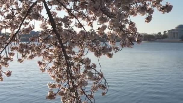 Napsütötte cseresznyevirágok és Jefferson emlékmű — Stock videók