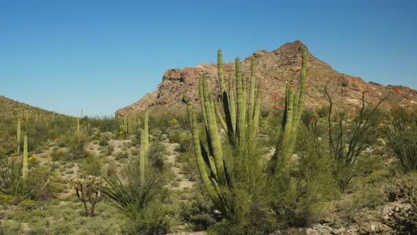 Organ pipe cactus and twin peak in arizona — Stock Video