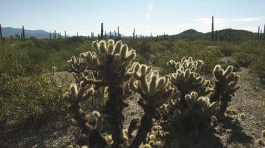 Bir kaktüsün geniş açı görüntüsü ajo, az