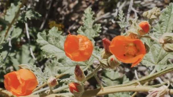 Närbild av emorys globemallow blommor vid orgel pipa kaktus nationella monument nära ajo i Arizona — Stockvideo