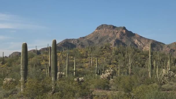 Tiro da tarde de um cacto de tubo de órgão e pico de tillotson em arizona — Vídeo de Stock