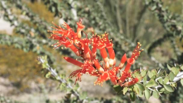 Vista de ángulo alto de flores de cactus ocotillo rojo — Vídeo de stock