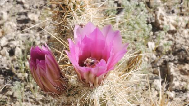 Abeja de miel dentro de una flor de cactus de erizo de fresa — Vídeo de stock