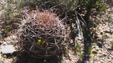 Genç balık kancası kaktüsü sonoran çölünde, jo, az