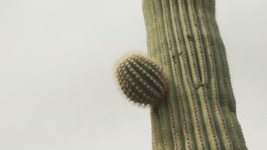 Ajo yakınlarında genç bir saguaro kaktüsü dalı.