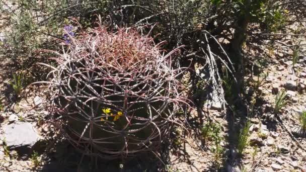 Joven cactus barril de anzuelo en el desierto sonoro cerca de ajo, az — Vídeo de stock