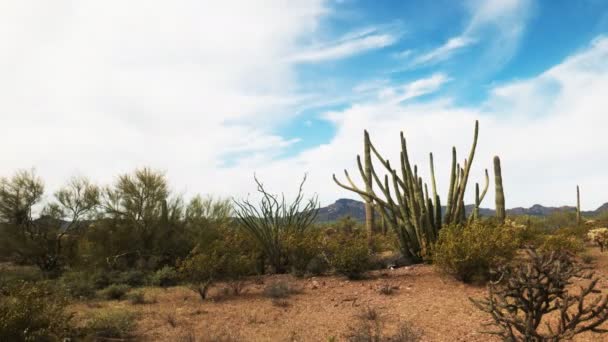Organ pipe cactus and the puerto blanco mountains — Stock Video