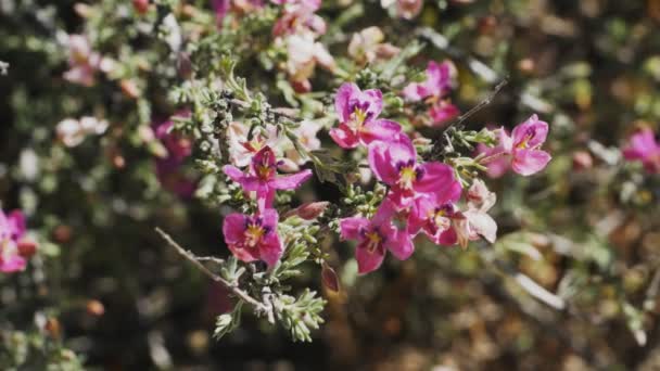 Zblízka krásné květy pima rhatany — Stock video