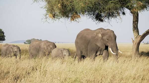 An elephant herd on their way to a river walking past tree at serengeti national park in tanzania