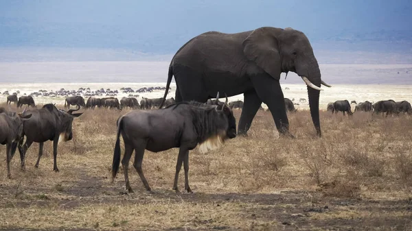 Ngorongoro kraterindeki bir fil. Ngorongoro koruma alanının bir parçası. — Stok fotoğraf