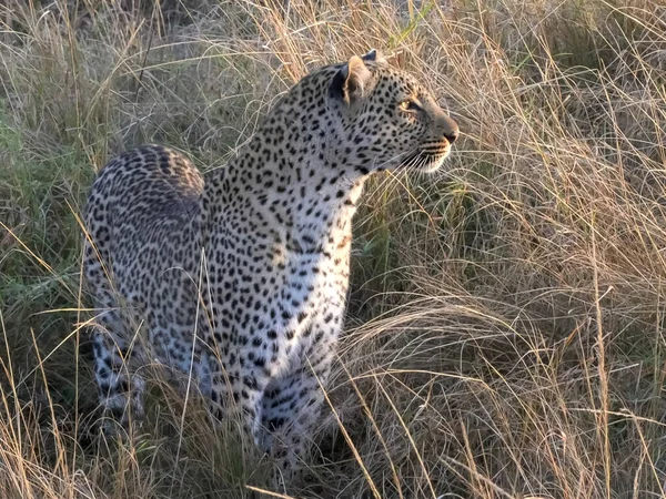 Close up leopard looking to right at masai mara — стоковое фото