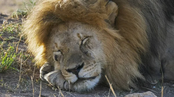 A sleepy male lion at serengeti np — Stock Photo, Image