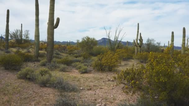 3 eixo tiro gimbal caminhando em direção cacto saguaro em tubo de órgão cacto monumento nacional perto ajo em arizona — Vídeo de Stock