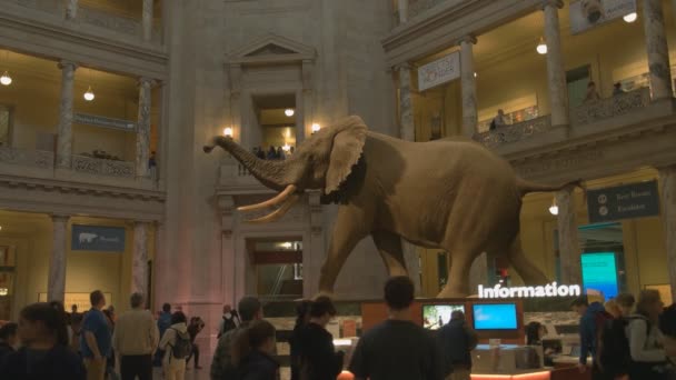 WASHINGTON, DC, USA - 3 aprile 2017: foyer principale del museo di storia naturale smithsonian a Washington DC — Video Stock