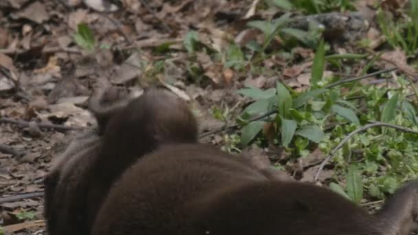 Primer plano de un par de asiático largo garras nutrias descansando en el suelo en washington — Vídeo de stock
