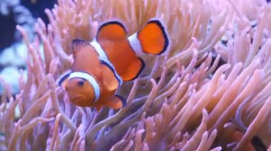 Turuncu ve beyaz bir palyaço balığının yakın çekim görüntüleri.