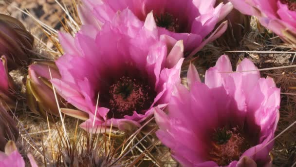 Strawberry hedgehog cactus flowers at organ pipe cactus national monument in arizona — Stock Video