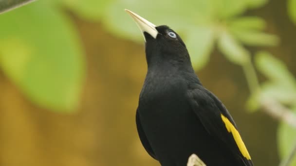 Ein gelbrumpeliger Kazik, der in einem Baum thront — Stockvideo