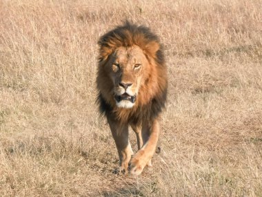 Masai Mara 'dan bir erkek aslan yaklaşıyor.