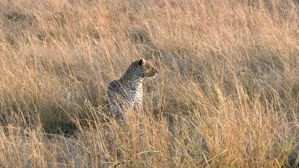 Leopard approaches and sits at masai mara kenya — Stock Photo, Image