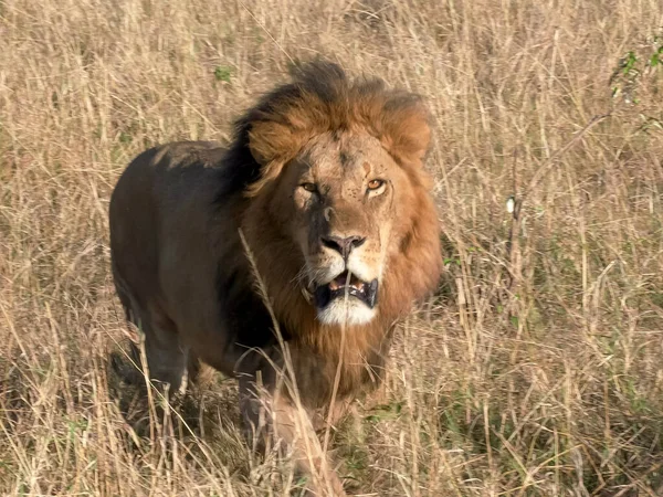 Manligt lejon närmar sig kameran vid Masai mara — Stockfoto