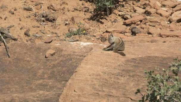 Un tamias toilettant sur une plate-forme rocheuse au parc national de Sion à Utah — Video