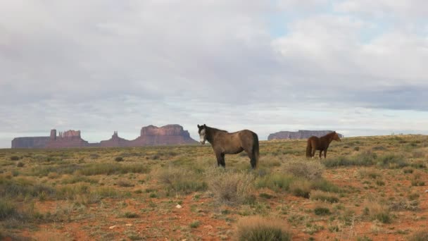 Zwei Pferde mit Satteltasche im Tal des Denkmals — Stockvideo