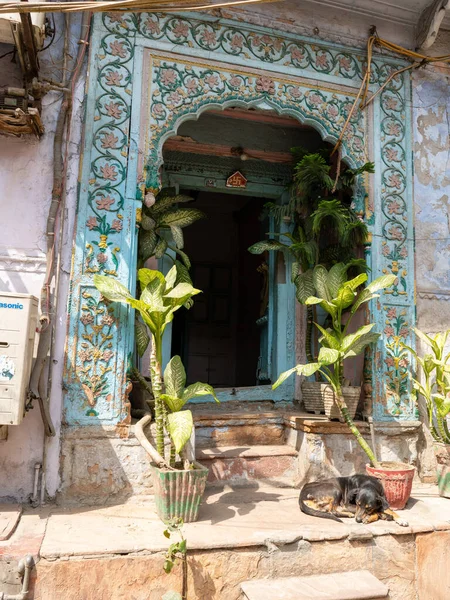 Спящая собака и старинная дверь в чаук Чандни — стоковое фото