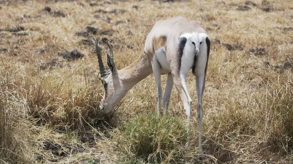 Vista da vicino di una gazzella che si nutre al cratere ngorongoro — Foto Stock