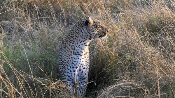 Poranne ujęcie lamparta patrzącego w prawo na Masai Mara w Kenii — Zdjęcie stockowe