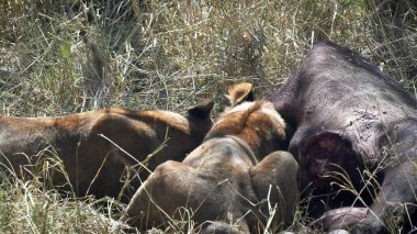 Serengeti Ulusal Parkı 'nda bufalo leşi yiyen iki aslana yaklaştık.