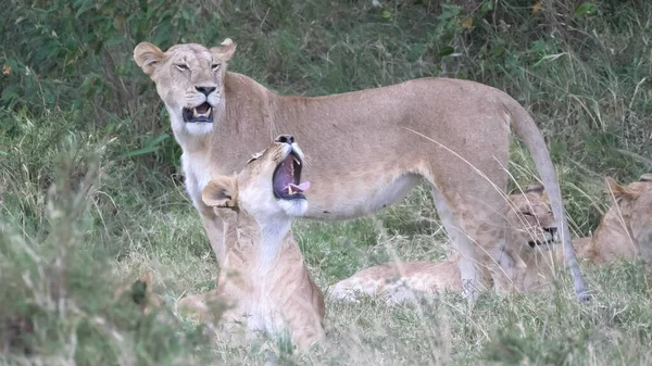 Masai mara lion pride member yawning in kenya — Stock Photo, Image