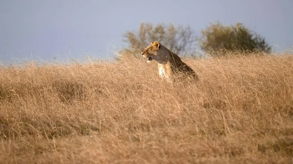 Vista bassa di una leonessa seduta nell'erba lunga a masai mara in kenya — Foto Stock