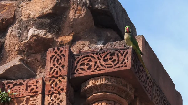 A ringneck parrot on qutub minar ruins in delhi — Stock Photo, Image