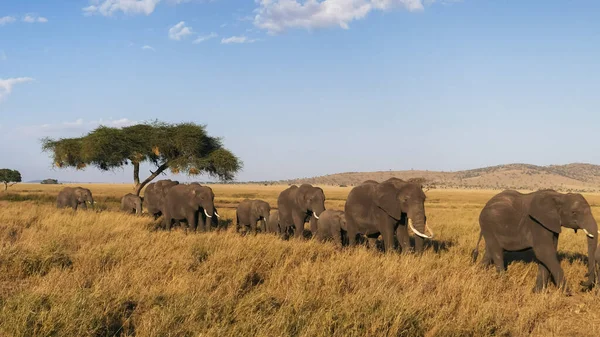 elephant herd in single file approaching at serengeti