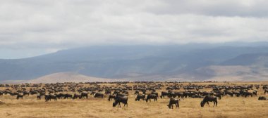 Ngorongoro Krateri 'ndeki antilop sürüsünün geniş açılı görüntüsü.